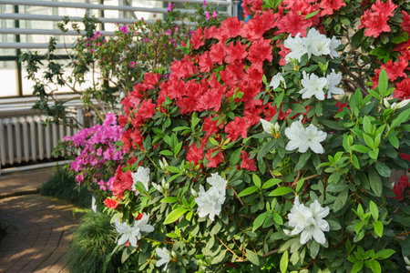 Red, pink and white japan Azalea Ericaceae bush in full bloom, rhododendron flower background. Evergreen decorative plant outdoor or in orangery in botanical garden. Gardening, plant breedingの写真素材