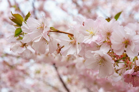 Branch of blooming cherry tree, pink sakura blossom flower on blue sky background. Spring season, nature floral background, wallpaper, backdrop.の写真素材