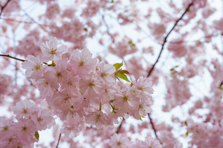 Branch of blooming cherry tree, pink sakura blossom flower on blue sky background. Spring season, nature floral background, wallpaper, backdrop.の写真素材