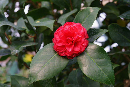 Blossom flower of red Camelia japonica, evergreen decorative plant in botanical garden or orangery on green leaves background. Common Camellia, Japanese Camellia, or tsubaki close up, macro.の写真素材