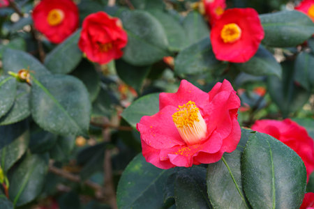 Blossom flower of red Camelia japonica, evergreen decorative plant in botanical garden or orangery on green leaves background. Common Camellia, Japanese Camellia, or tsubaki close up, macro.の写真素材