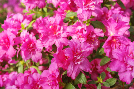 Blooming pink japan Azalea Ericaceae flowers, rhododendron flower macro, background. Evergreen decorative plant outdoor or in orangery in botanical garden. Gardening, plant breedingの写真素材