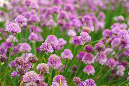 Close up image of blooming chive, allium schoenoprasum flower on vivid purple petals and green stems background. Gardening, nature, or herbal plants, landscape design, decorative plant for flowerbed.の写真素材