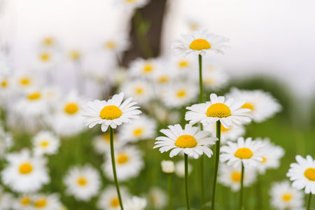 Cose up of blooming white daisies, chamomile with yellow centers growing in a lush meadow background. Oxeye daisy, Leucanthemum vulgare, Common daisy, Dog daisy. Gardening, plant breedingの写真素材