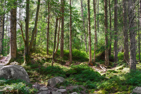 Peaceful woodland, green forest with tall pine and spruce trees, mossy ground, big stones and sun...