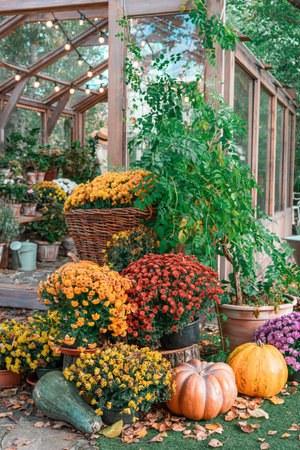Bright yellow pumpkin surrounded by colorful chrysanthemums and rustic stumps. Festive autumn scene with cozy Halloween vibes in a natural garden setting, holiday fall decor.の写真素材