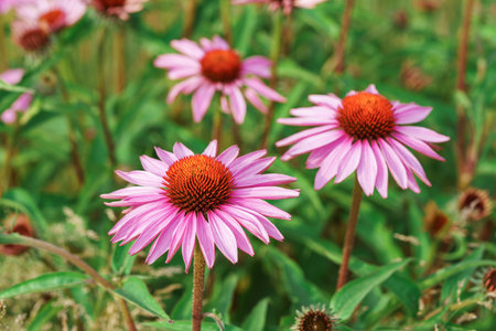 Blooming pink purple echinacea, coneflowers flowers in full summer bloom, standing tall in natural field or garden background. Gardening, plant breeding, medicinal herbsの写真素材