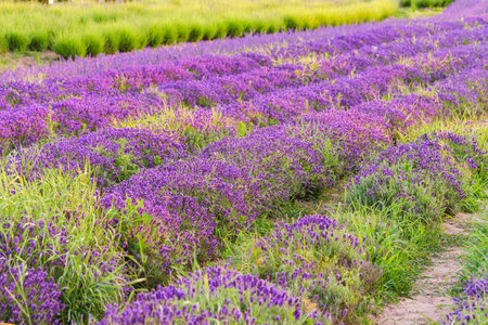 Lavender bushes in row, blooming under warm sunlight in peaceful purple and green summer field with...
