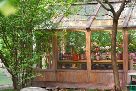 Charming wooden greenhouse with blooming potted hydrangeas and vibrant green plants, surrounded by summer foliage, under string lights in backyard garden background. Plant breeding, gardening hobbyの写真素材