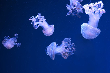 Group of Phyllorhiza punctata or Australian spotted jellyfish drifting gracefully in deep blue water...