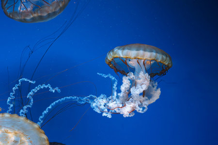 Group of Chrysaora fuscescens or Pacific sea nettle jellyfish drifting gracefully in deep blue water...
