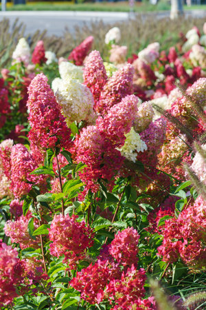 Beautiful blooming pink, red and white hortensia, hydrangea paniculata flowers in a summer garden...