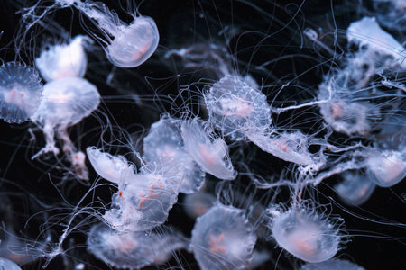 Group of Chrysaora quinquecirrha, Atlantic sea nettle or East Cost sea nettle jellyfish drifting gracefully in deep blue water of aquarium. Animal, aquatic organism, underwater life, biodiversityの写真素材