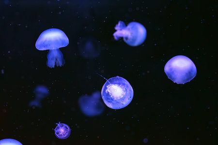 Group of Cannonball jellyfish or Stomolophus meleagris jellyfish drifting gracefully in deep blue...