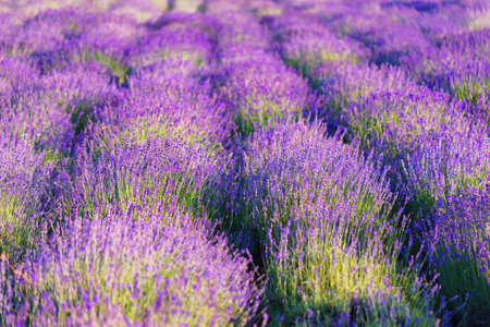 Wide view of blooming lavender field under strong summer light. Rows of vibrant purple flowers...
