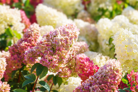 Beautiful blooming pink, red and white hortensia, hydrangea paniculata flowers in a summer garden...