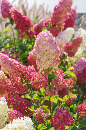 Beautiful blooming pink, red and white hortensia, hydrangea paniculata flowers in a summer garden under bright sunlight, vibrant and colorful floral scene. Nature, gardening background, wallpaperの写真素材