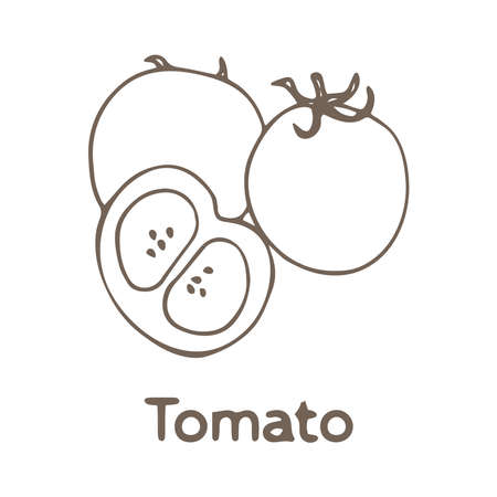 Hand drawn tomato isolated on white background, vector illustration in sketch styleのイラスト素材