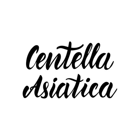 Centella Asiatica - lettering. Korean cosmetic ingredient. Vector illustration. Black and white script letteringのイラスト素材