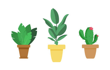 Houseplants set in pots. Cactus, ficus and succulent plant isolated on white background. Vector illustration indoors plantのイラスト素材