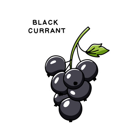 Hand drawn twig with black currant berry. Vector illustration isolated on white background in doodle styleのイラスト素材