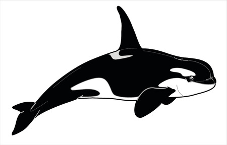 orcaのイラスト素材
