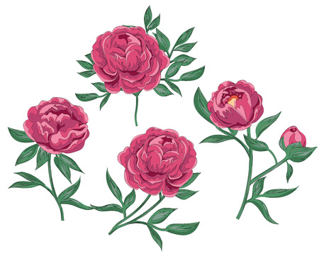 stock photo of tender pink peony. peonies set of hand drawn Botanical illustration of realistic isolated objects on white. vector illustrationのイラスト素材