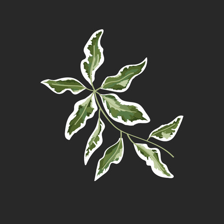 background for text from eucalyptus. gray and green eucalyptus.invitation, postcard with eucalyptus. rustic style, Botanical style. burp with greens. vector illustrationのイラスト素材