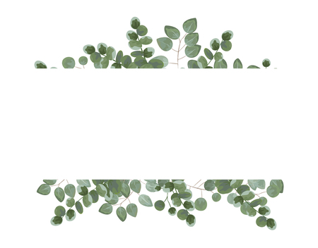 background for text from eucalyptus. gray and green eucalyptus.invitation, postcard with eucalyptus. rustic style, Botanical style. burp with greens. vector illustrationのイラスト素材