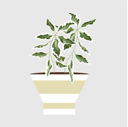 isolated objects of indoor plants in watercolor style.のイラスト素材