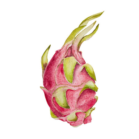 Pitahaya fruit (Dragon Fruit) drawing on a white background. Watercolor hand drawn art illustration. For cards, handmade textiles, prints, menus, poster.の写真素材