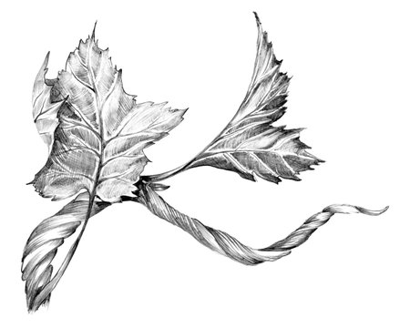 Branch of grapevine with leaves. Hand drawn with pencil. Graphic drawing. For food, packaging and cosmeticsの写真素材