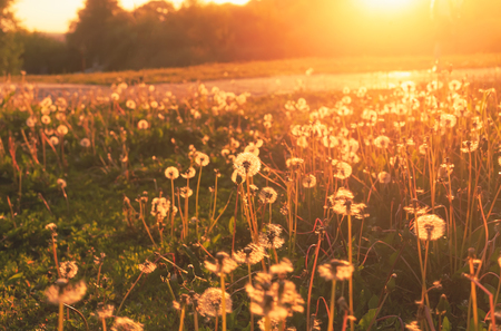 Dandelion on the meadow at warm sunlight backgroundの写真素材
