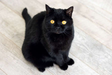 A black fluffy British breed cat with yellow eyes is sitting on a wooden floorの写真素材