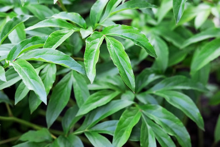 Green leaves of the peony plant, green abstract background of leaves
