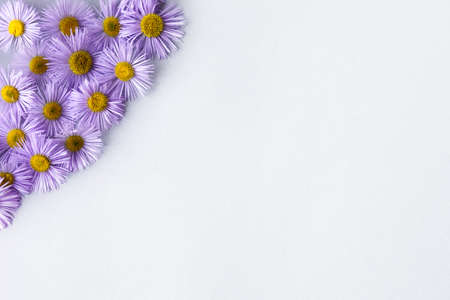 Purple erigeron flowers on a gray background with space for text. Summer flat layの写真素材