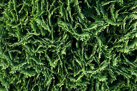 Green abstract thuja background, thuja tree for garden decorationの写真素材