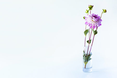 Purple dahlia flower in a transparent vase on a blue backgroundの写真素材