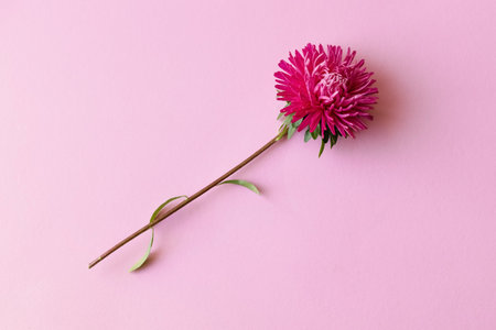 Pink aster flower on a pinc backgroundの写真素材