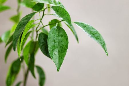 A green lemon branch after rain on a gray background