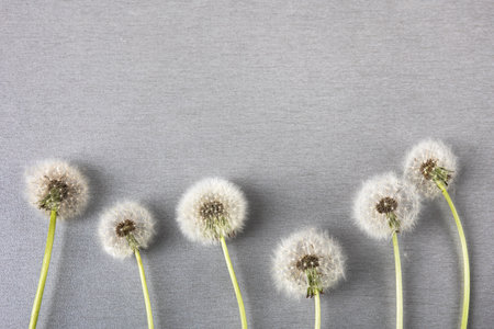 Soft fluffy dandelions with white seeds on a light gray background with space for text. Goodbye spring, hello summer. Copy space, flat layの写真素材