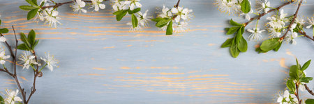Fresh branch of white cherry blossoms on a blue wooden table with space for text. Top view, flat...