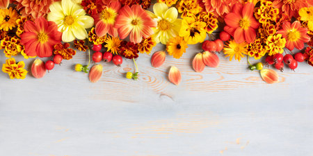 Autumn composition and orange and red flowers of dahlias, marigolds, hawthorn berries on a blue...