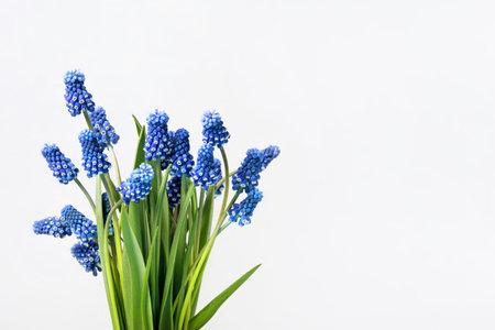 Bouquet of spring blue muscari flowers on gray background with a place for text. Birthday greeting card, Mothers Day, birthdayの写真素材