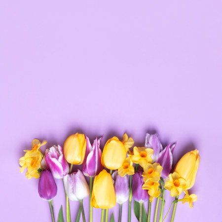 Spring flower of purple and yellow tulips and yellow daffodils on a purple background with a place for text. Flat lay, copy spaceの写真素材