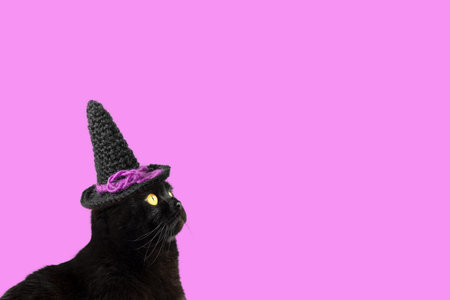 Black cat with yellow eyes in a black knitted witch hat on purple background with place for text....