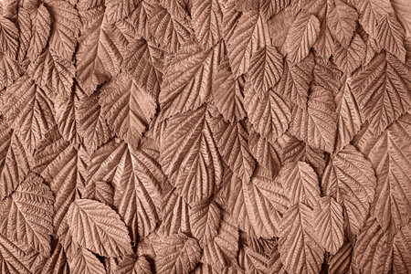 Abstract background made of raspberry leaves. Mockup for your text and sentences.の写真素材