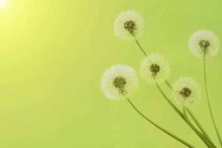 Spring soft fluffy dandelions with white seeds on a green background with space for text. Copy space. Banner.の写真素材