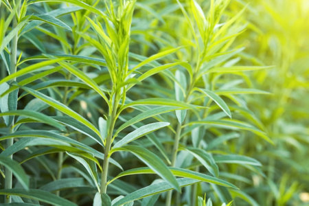 Green branches of helenium before blooming in spring on a bright sunny day. Abstract green background for the text. Concept of gardening, floriculture, growing homemade flowersの写真素材