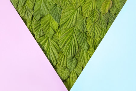 Summer abstract green background made of raspberry leaves in frame on green background. Mockup for your text and sentencesの写真素材